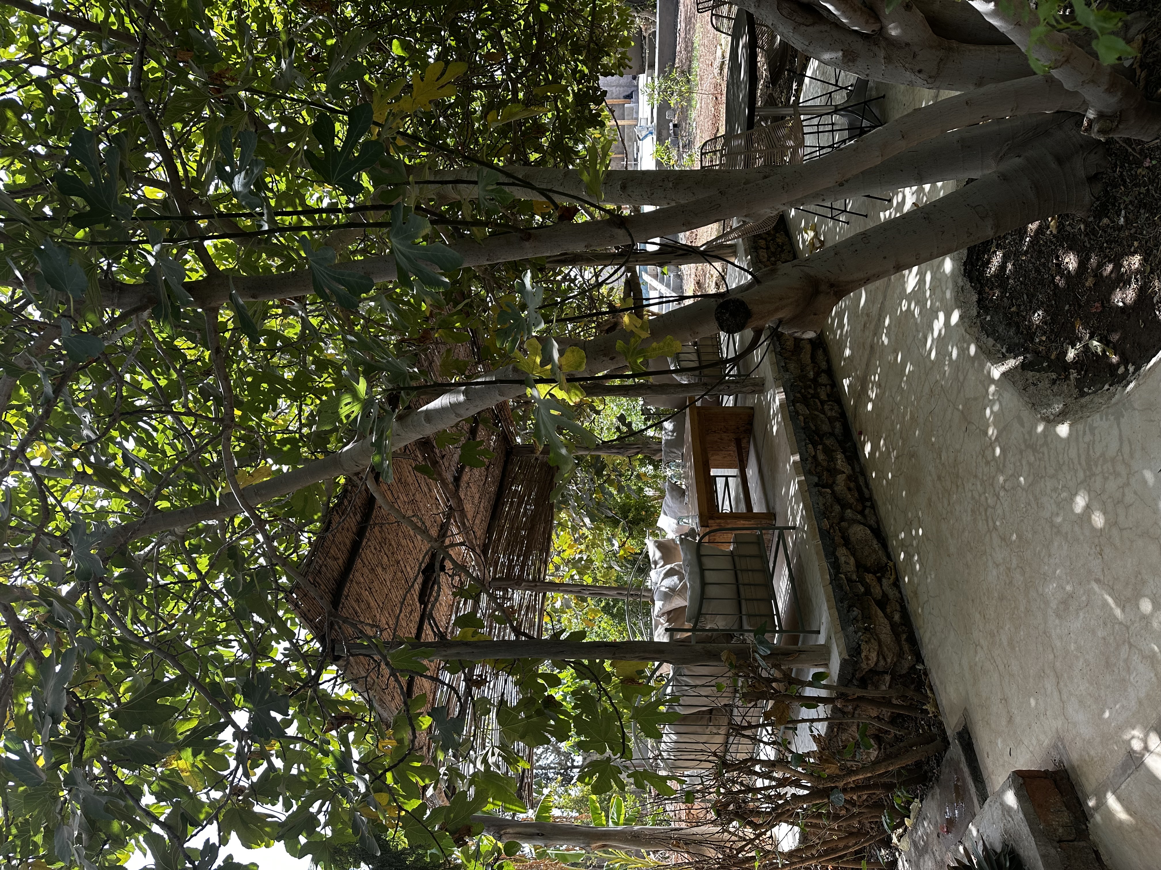 Garden seating beneath mature trees at Akal Farm Essaouira