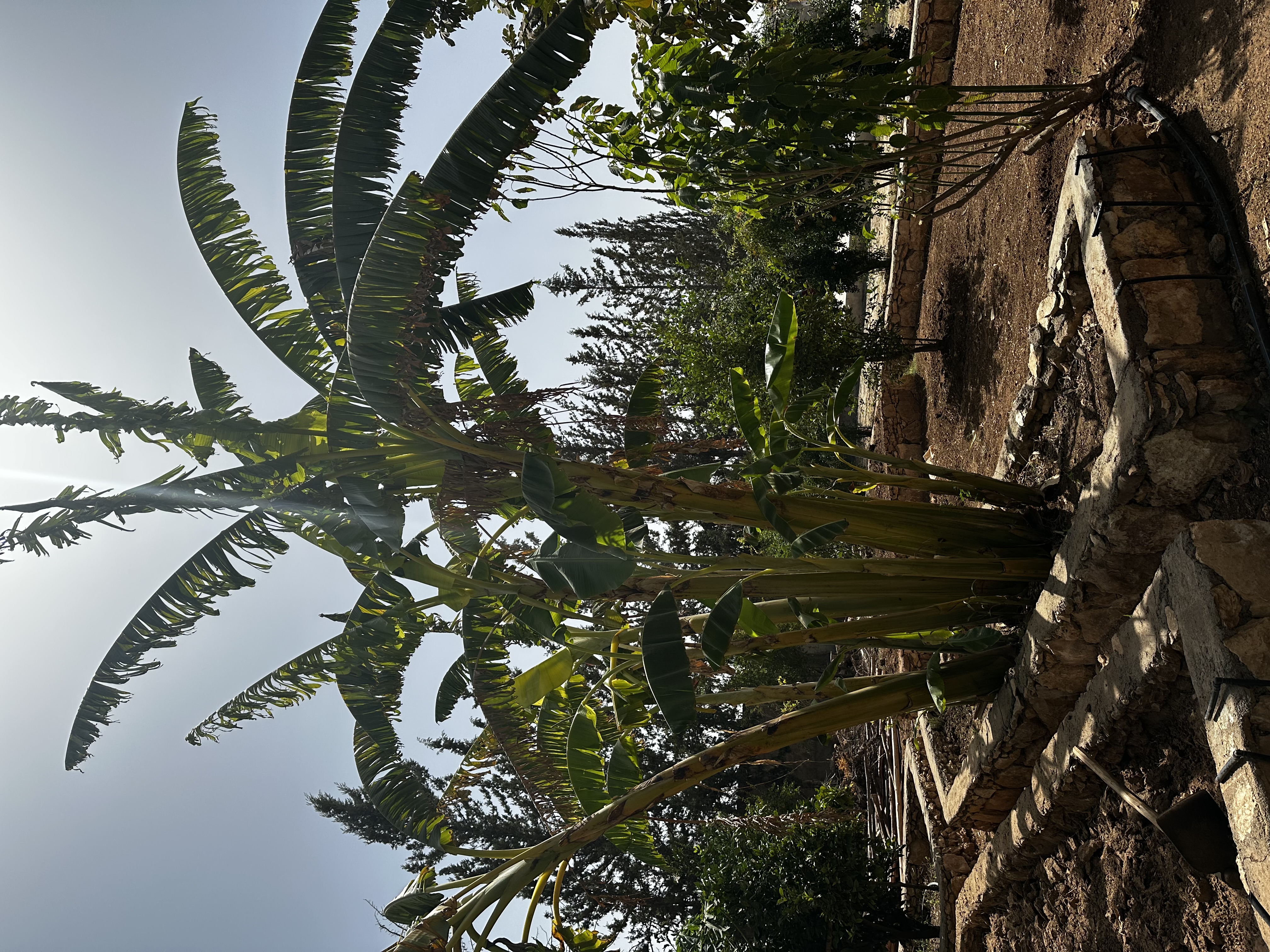 Banana trees growing in the garden at Akal Farm