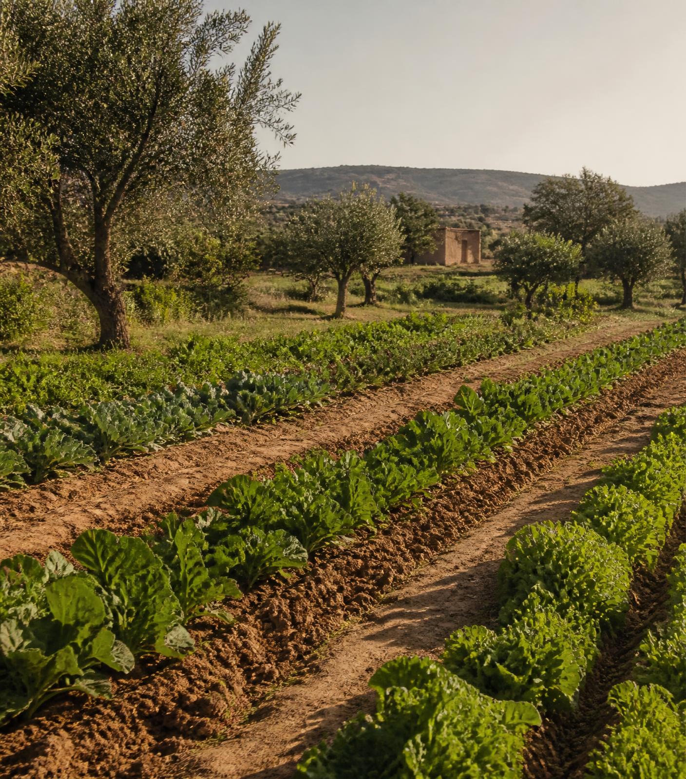 Green organic fields at Akal Farm in the Essaouira countryside